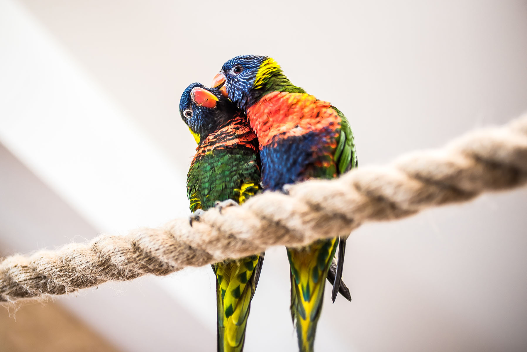 Egzotyczna Papugarnia Zakopane